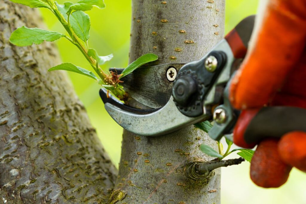 Hedge Trimming